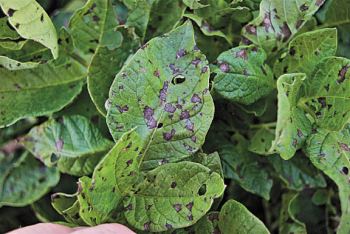 Early Blight Lesions